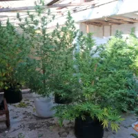 Izolanu zasegli 18 rastlin konoplje in 10 gramov posu&scaron;enih delcev