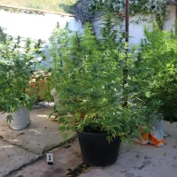 Izolanu zasegli 18 rastlin konoplje in 10 gramov posu&scaron;enih delcev
