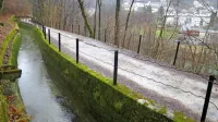 V  kanalu Rake, z mirno, nizko vodo na pragu Idrije, se je v nedeljo utopil volk, za katerega se še ne ve, ali je bil samaotar ali član  tropa.
