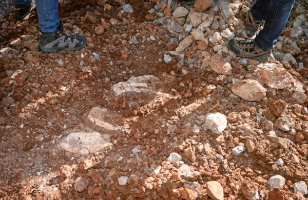 Pri odkopavanju tal na eni od dostopnih cest do bodoče trase 
drugega železniškega tira Divača-Koper so odkrili ostaline fosilnih 
kosti 120.000 let starega nosoroga. 