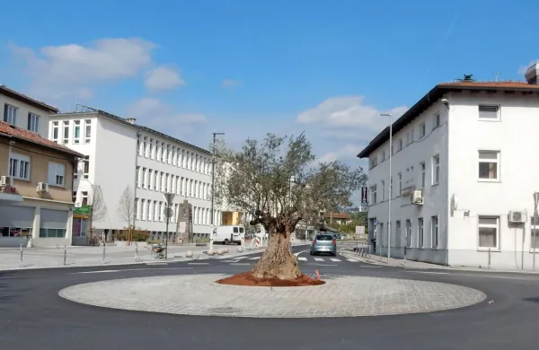 Zaletel se je v oljko v kroži&scaron;ču