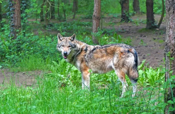 Volkovi se že zbirajo okoli za&scaron;čitenih staj