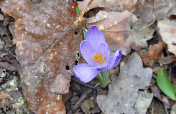 Za začetek meteorolo&scaron;ke pomladi vremenoslovci napovedujejo padavine in ohladitev