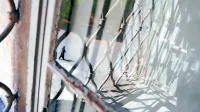 Postojnčanki, mama in hčerka,  sta zaradi  prevoza treh turških 
državljanov nekaj tednov preživeli v ženskem  zaporu na Igu.