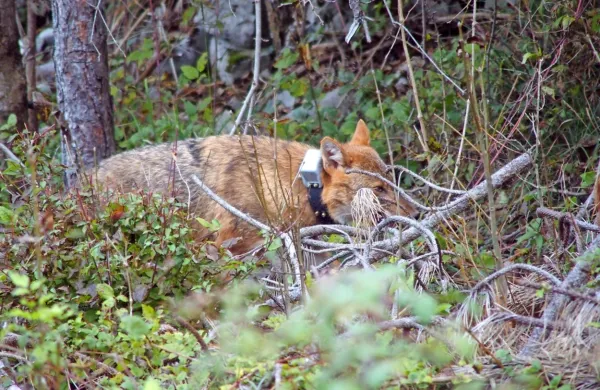 S telemetričnimi ovratnicami trenutno spremljajo še tri samice, ki 
se gibljejo med Sežano in Senožečami, občasno pa se odpravijo 
tudi na “ekskurzije” izven svojega predvidenega območja.