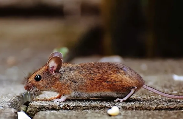 Koronavirus in urbani &scaron;kodljivci