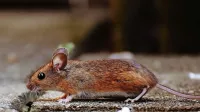 Koronavirus in urbani &scaron;kodljivci