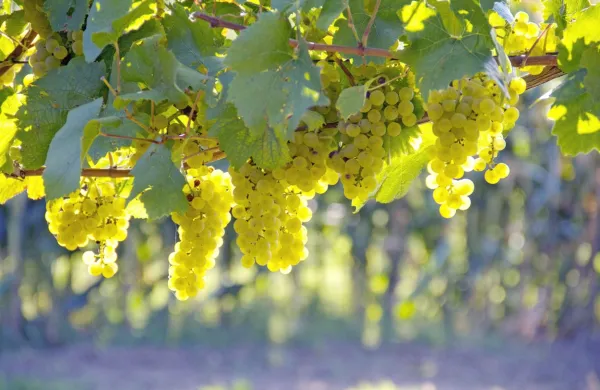 Tudi slovenski vinarji se soočajo s precejšnjim upadom prihodkov 
in kopico težav, povezanih s koronavirusom.