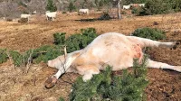 Medved, ki naj bi tehtal približno 160 kilogramov, je z zlomom 
hrbtenice pokončal približno 700 kilogramov težko kravo.