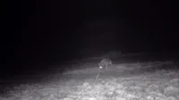 Volkove na kmetiji posnamejo tudi termovizijske kamere.