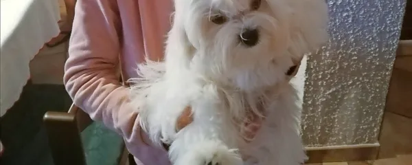 Poskrbimo tudi za varnost naših štirinožnih prijateljev.