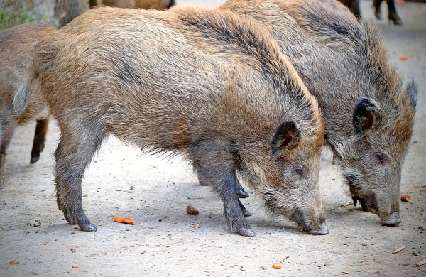 Medtem ko se ljudje zaradi koronavirusa zadržujejo doma, divje 
žival prihajajo iz svojih skrivališč in raziskujejo prazne ulice velikih 
mest.