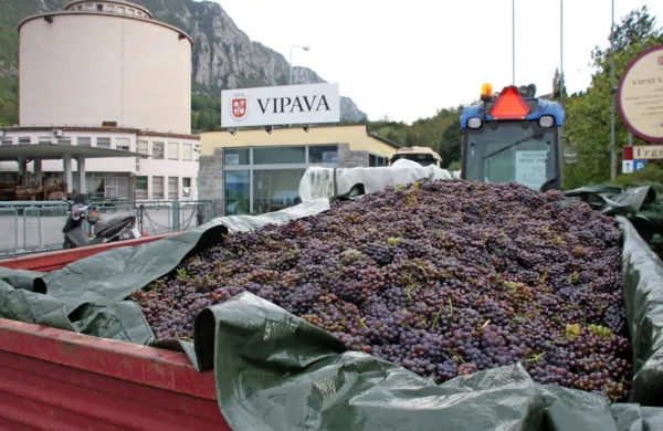 Stečaj vipavske kleti bi se lahko končal do konca leta 2022, 
napoveduje stečajni upravitelj.