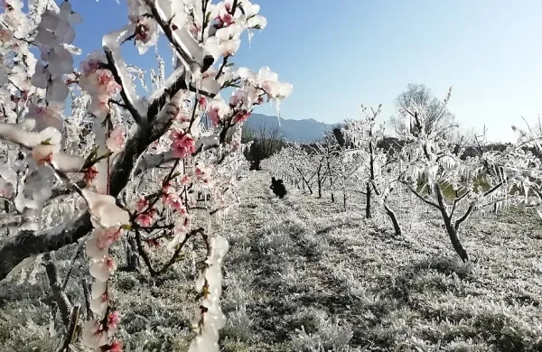 Ko je posijalo jutranje sonce, se je očem zato ponudil skoraj 
pravljični prizor. Z upanjem, da bo ukrep ohranil vsaj del pridelka 
... 