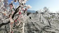 Nekateri pridelovalci v spodnji Vipavski dolini so breskve zaščitili 
z oroševanjem, ki je učinkovito, če temperature ne padejo pod pet 
stopinj pod ničlo.