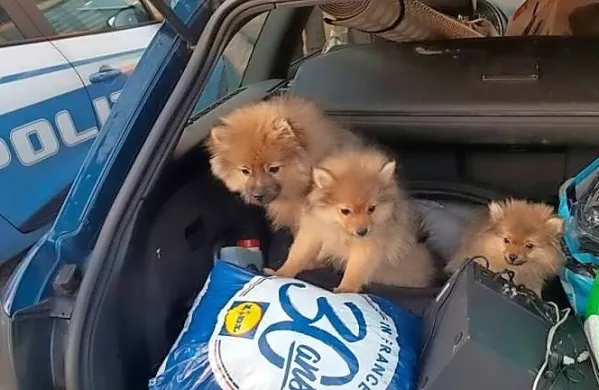 Obmejni policisti so na mejnem prehodu Fernetiči zasegli tri pasje 
mladiče pasme špic. 