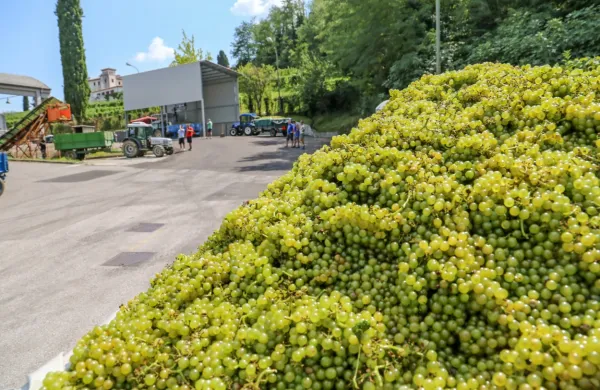 Če se bodo te razmere nadaljevale in bo prodaja vina še naprej 
omejena, bo vprašanje, kam z grozdjem ob letošnji trgatvi.