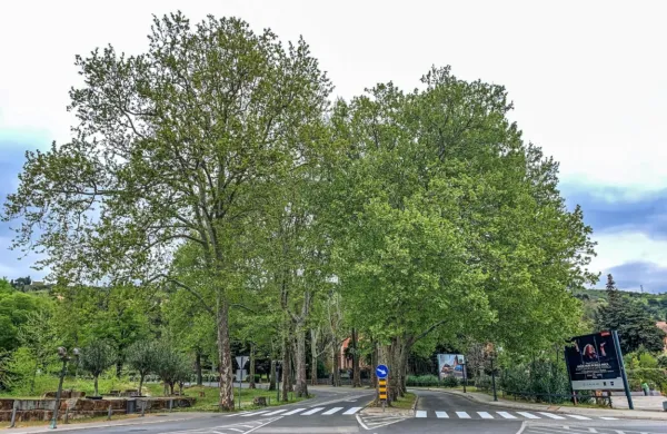 Zaradi obrezovanja dreves bo v četrtek in petek za ves promet 
zaprta Koprska cesta od krožišča pri Restavraciji Tomi do konca 
drevoreda pri Kaštelu.