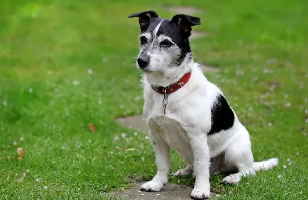 Pes pasme Jack Russell. Fotografija je simbolična.