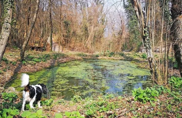 Ob Vertovčevi poti bodo uredili območje jezerca, očistili bodo tudi 
izvir. 