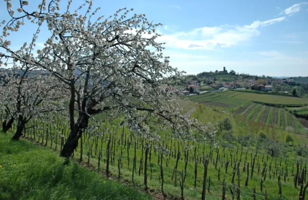 Brda panorama