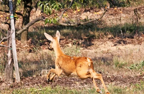 Fotografija je simbolična.