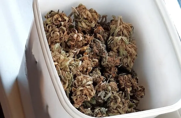 Med hišno preiskavo so kriminalisti med drugim našli in zasegli 
tudi posušeno konopljo.