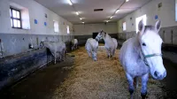 V Kobilarni Lipica se že več let soočajo s pomanjkanjem konjarjev 
in delavcev v hlevu. Potrebujejo še vsaj pet konjarjev. 