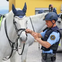 Med &scaron;tevilnimi sprehajalci tudi policista konjenika z lipicancema