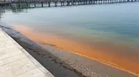 Spomladansko cvetenje morja veliko ljudi zmotno zamenja za 
onesnaženje. 