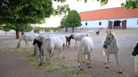 Lipicancev je dovolj,  rabijo pa ljudi, ki bodo z njimi dobro delali.