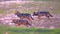 Na Zavodu za gozdove so v zadnjem poročilu zapisali, da je na 
območju alpskega prostora prisoten par in še trije samci. Zgolj v 
Novakih pa že vsaj leto dni “srečujejo” cel trop volkov.