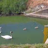 Labodja družinska idila v Bada&scaron;evici