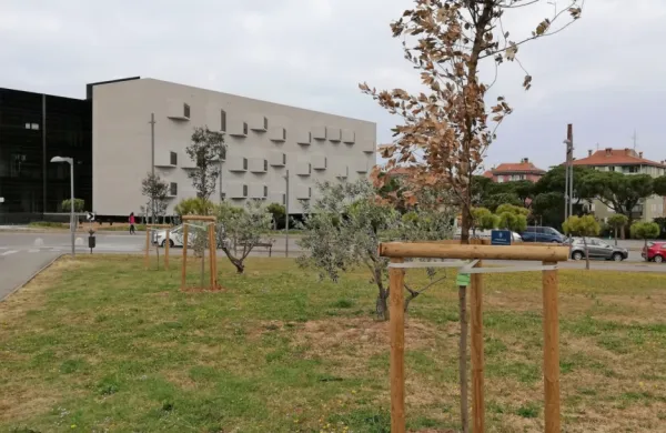 Zamenjali posu&scaron;ena hrasta
