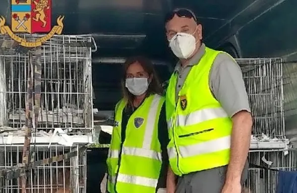 Policisti so ugotovili, da je voznik, ki je prihajal iz Madžarske, sicer 
lastnik dveh trgovin z živalmi v Milanu, nezakonito in s ponarejenimi dokumenti prevažal 39 pasjih mladičev različnih 
pasem, mačko in približno 100 hrčkov. Foto: Primorski dnevnik