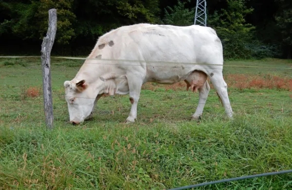 V okviru projekta bodo kmetje izmenjali izkušnje s sonaravnim 
kmetovanjem, potrošniki pa spoznali, zakaj je pomembno ohranjati in podpirati takšne kmetije.