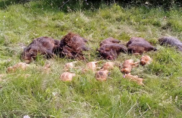Žalosten nedeljski prizor ob železniški progi med Koprivo in 
Skopim.