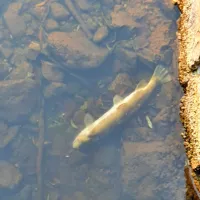 Ena od poginulih rib v otoku Bistrica v sredo.