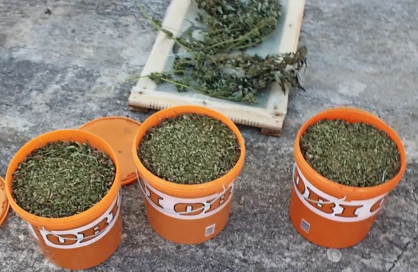 Januarja so policisti med hišno preiskavo  v Obrovu zasegli  dva 
kilograma konoplje in nekaj opreme za gojenje.  