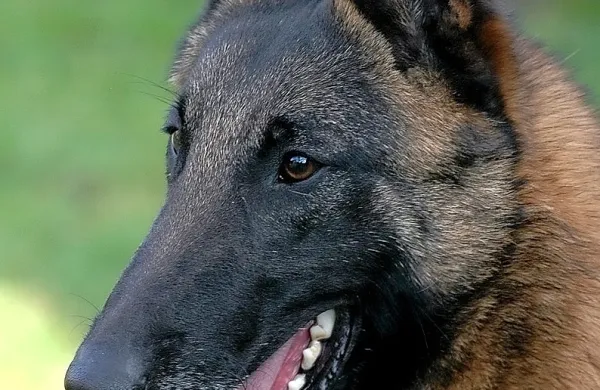 Belgijske ovčarje v policiji uporabljajo za iskanje droge, v vojski pa 
tudi za iskanje eksploziva.