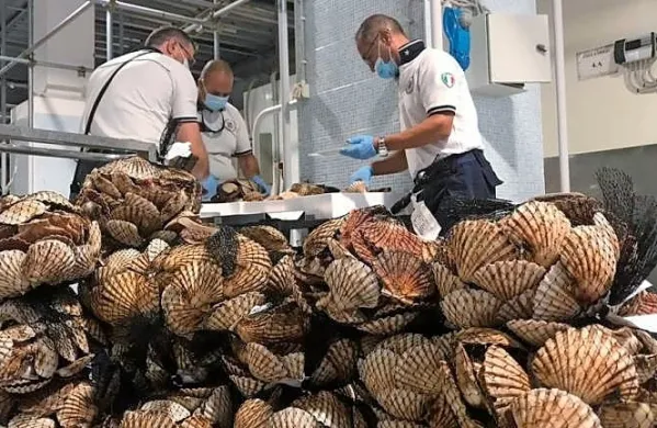 Školjke so bile premajhne in zato neprimerne za prodajo. (Foto vir: 
Primorski dnevnik)