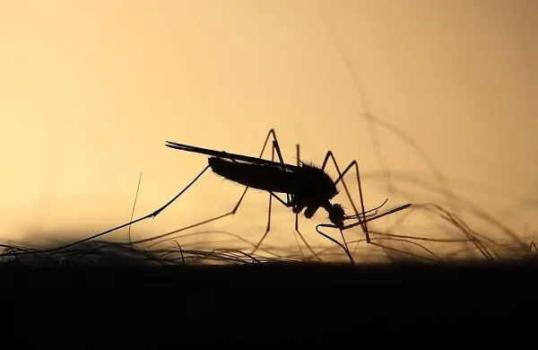 Na Finskem so odkrili vrsto komarja, ki naj bi bila sposobna 
prenašati malarijo. Fotografija je simbolična.