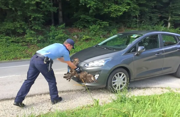 Kaj je botrovalo nenavadni zgodbi in čemu se je nemški ford zdel 
ptici ujedi tako zanimiv, da ga je hotela ujeti, pa ne bomo izvedeli, 
so sporočili dolenjski policisti. (Foto: PU Novo mesto)