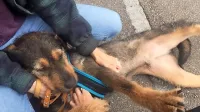 V manj kot tednu dni se je Mozik zelo navezal na oskrbnika 
horjulskega zavetišča Jurija Juhanta.