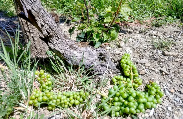 Zelena trgatev pomeni popolno odstranitev  grozdja v vinogradih 
še preden je to zrelo in primerno za predelavo v vino.
