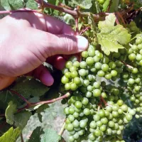 108 vinogradnikov za bolečo zeleno trgatev