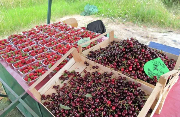 Inšpektorji so  skupaj  zasegli in uničili skoraj 421 kilogramov sadja 
in zelenjave, največ češenj in marelic. Fotografija je simbolična.