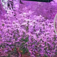 Med hišno preiskavo so policisti našli   prirejen  prostor  z  opremo  za  
umetno  gojenje konoplje in opremo za izdelavo njenih produktov.