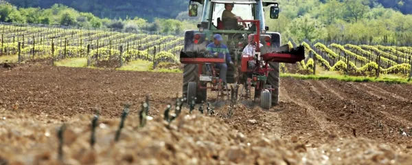 Sestava  prsti in mikroklimatske razmere pomembno soodločajo o karakterju vina.