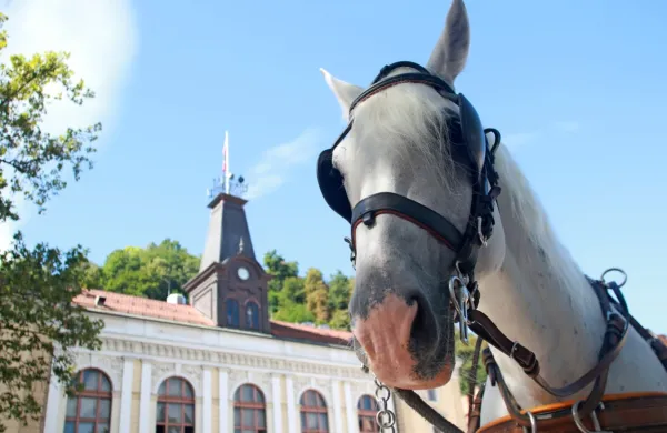 Namesto plačila za vožnjo z lipicanci bodo potnike povabili, naj 
delijo svoje vtise na družbenih omrežjih.